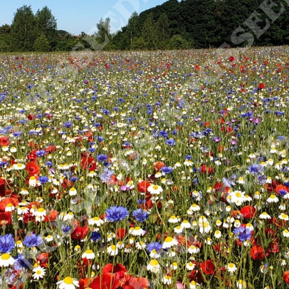 Picture of Wildflower General Purpose 100% Mix